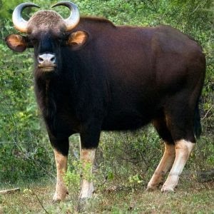 indian gaur